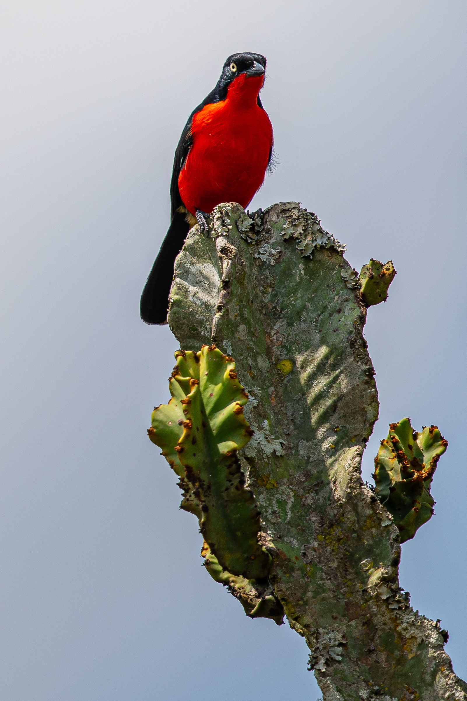 Kenya Birding Tours