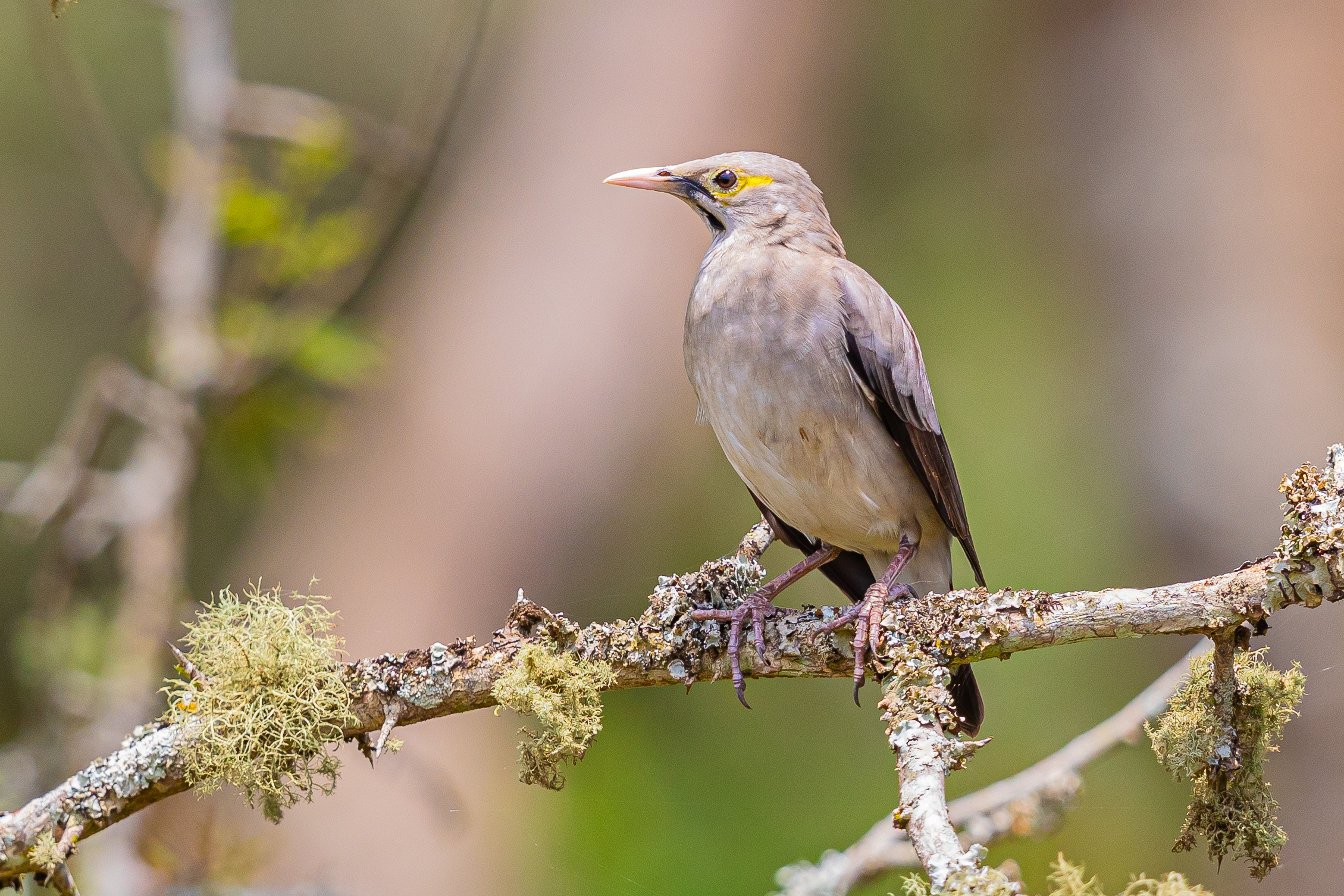 Kenya Birding Tours