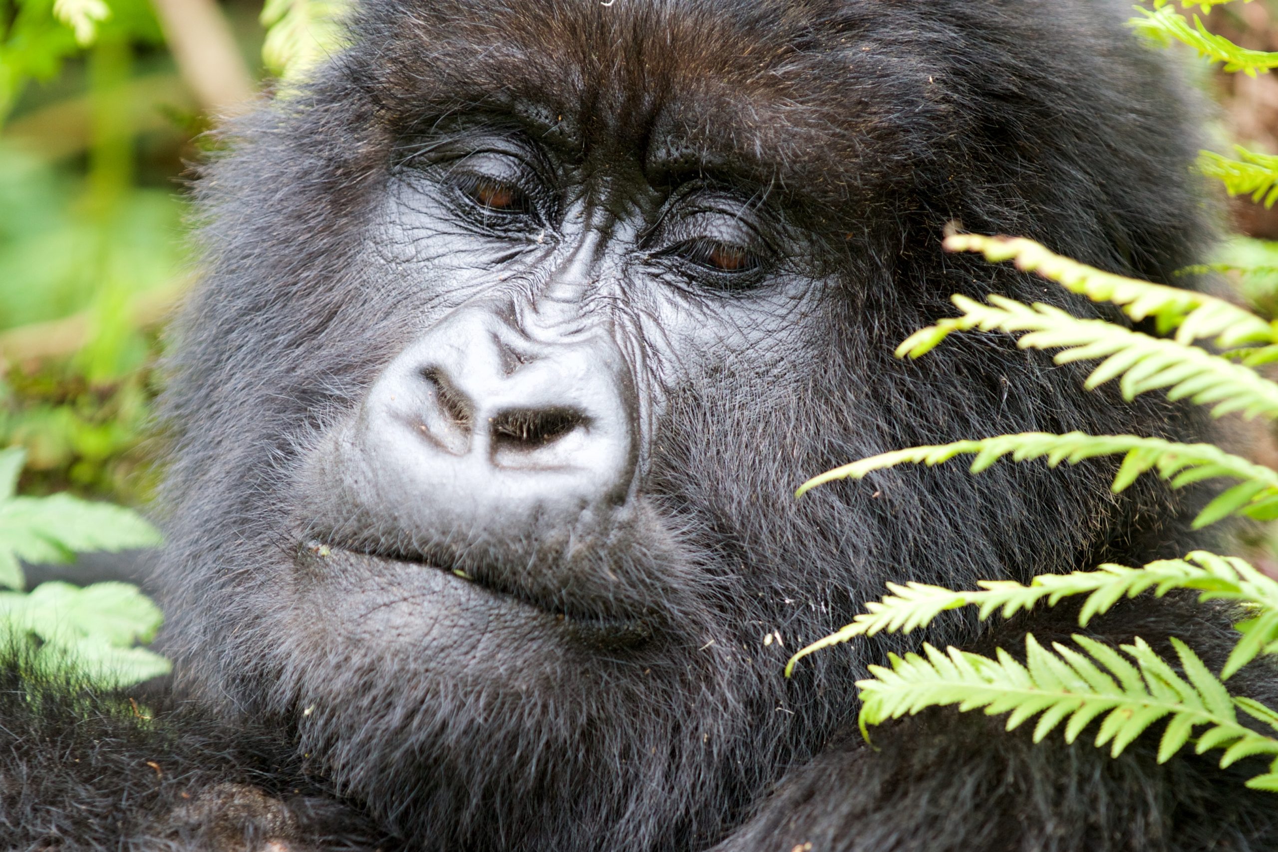 Birdwatcher in Bwindi Impenetrable National Park during a Uganda birding tour
