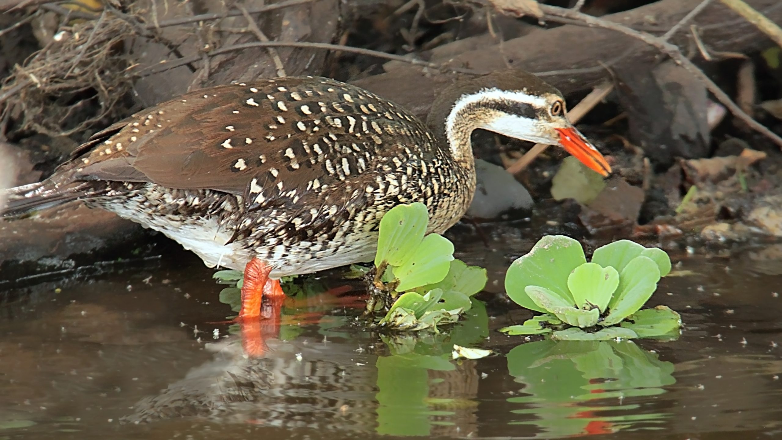 Uganda Birding Tours