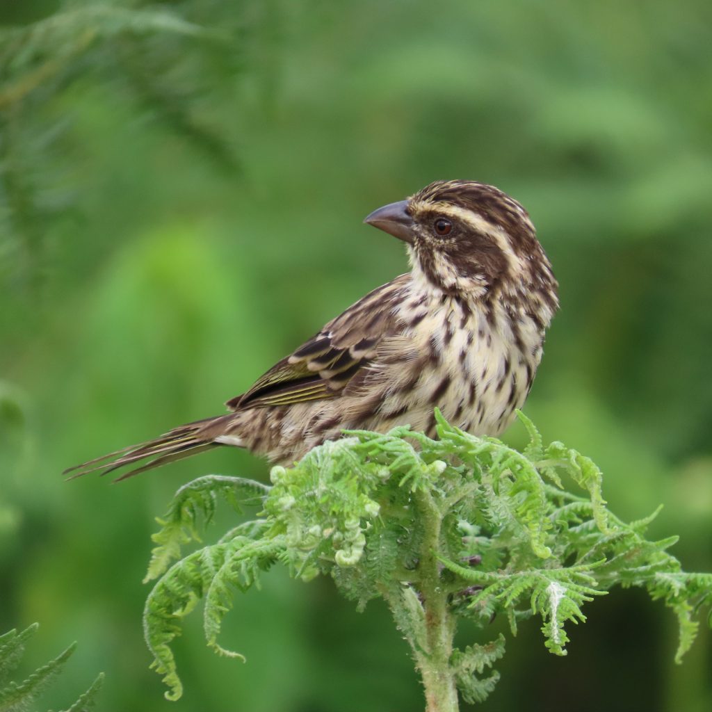 7 Day Uganda Gorilla-Albertine Rift Birding 
