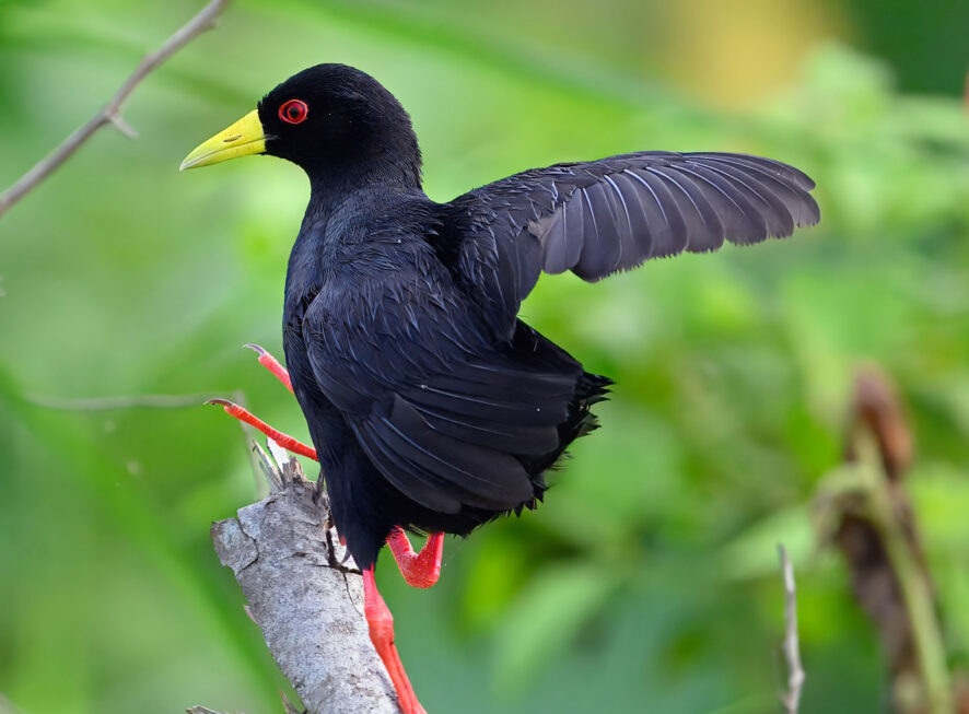 {{brizy_dc_image_alt entityId=