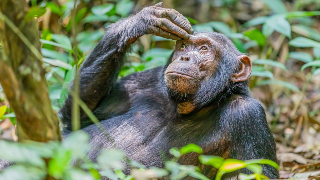 Budongo Forest – The Royal Mile