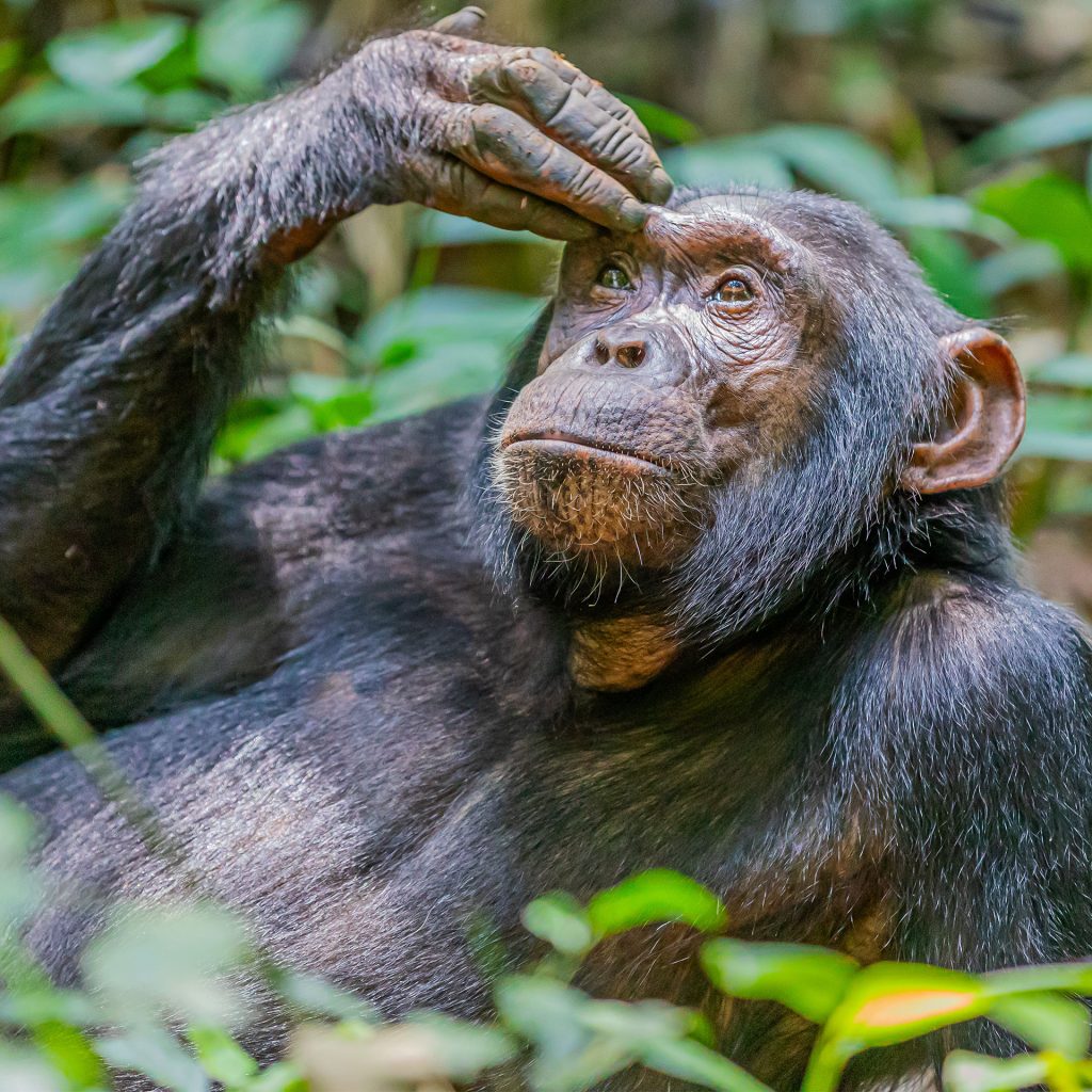 Birding and wildlife photography tour Kibale Forest – Optional chimpanzee trekking