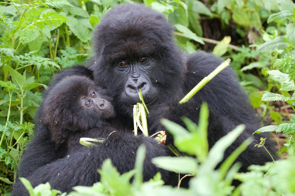 gorilla tracking (optional activity)