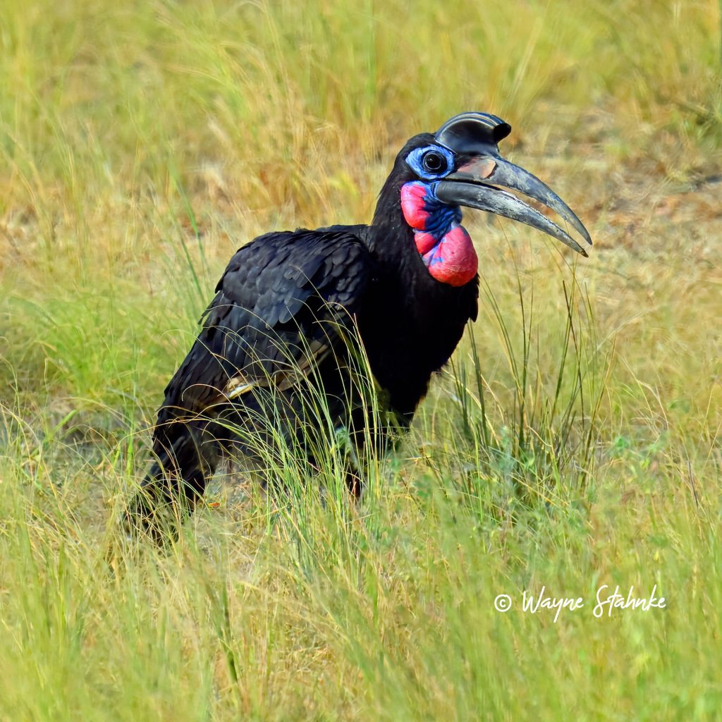 Birding at Murchison Falls National Park