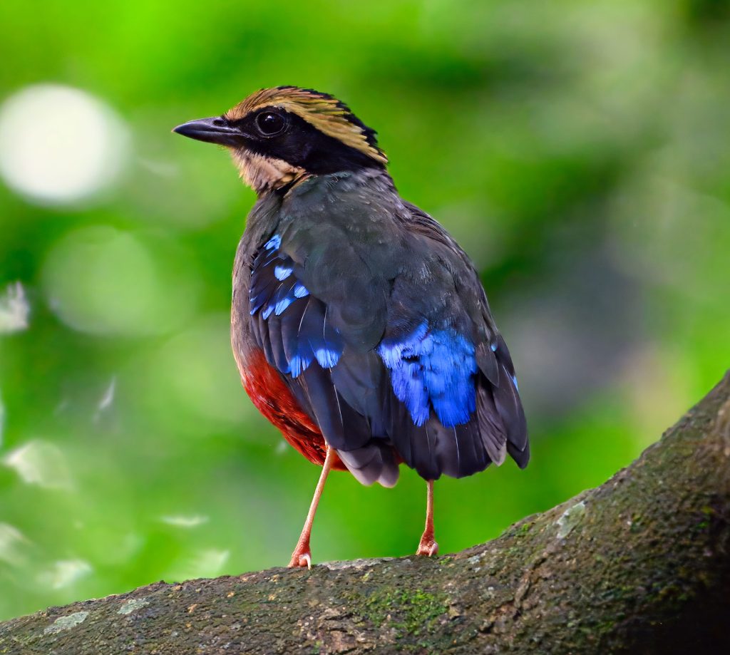 Birding and optional chimpanzee tracking