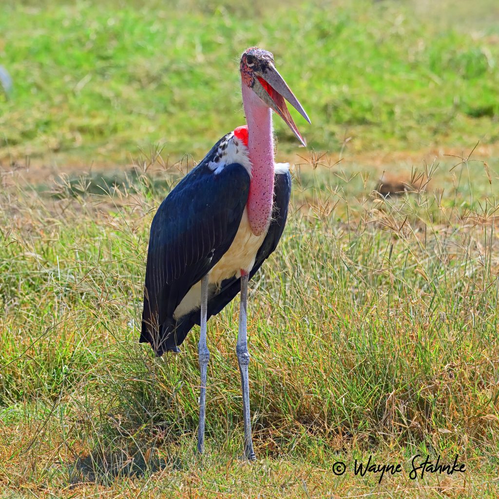 Kapkwai Forest Birding