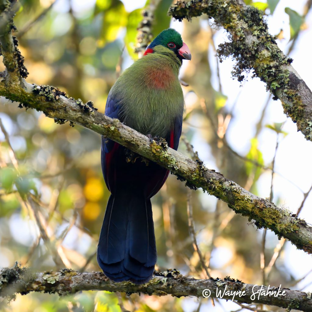 Whole day birding in the forest to Mubwindi swamp