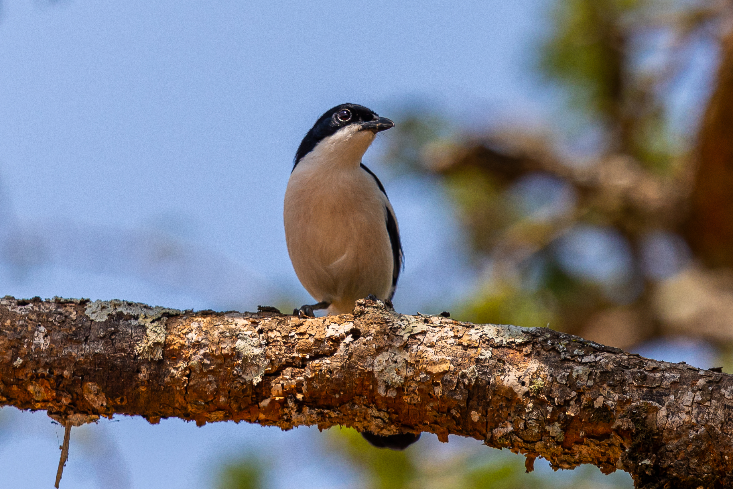 10-Days Rwanda Birding and Gorilla