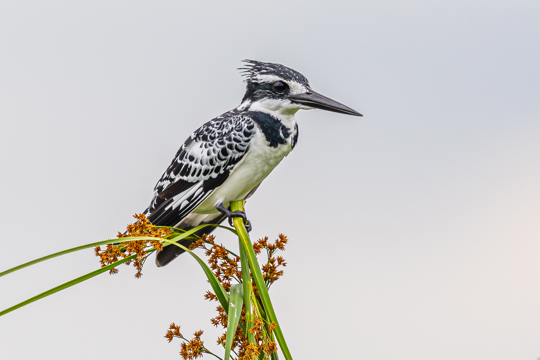 Diverse birdlife in Mabamba Swamp, Uganda beyond the Shoebil