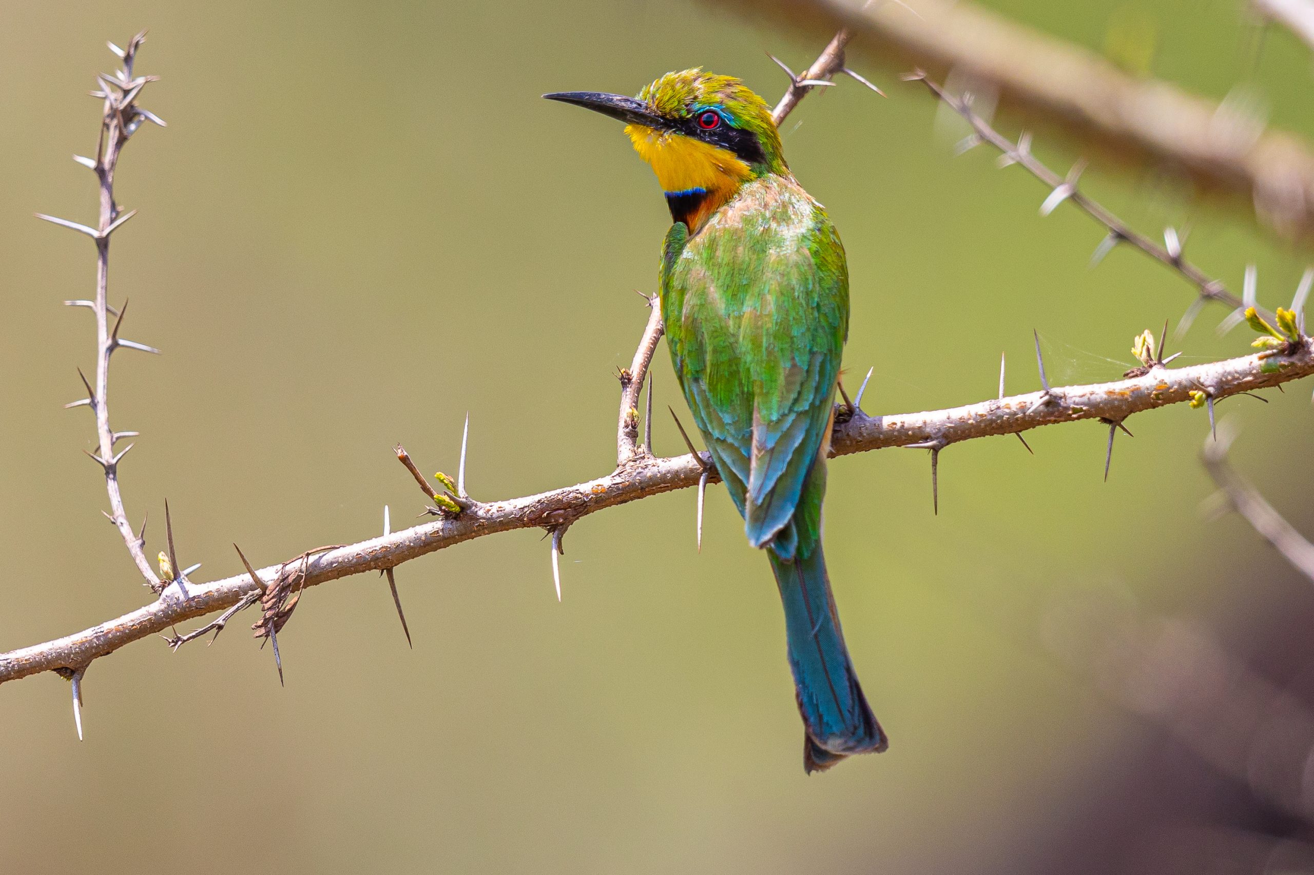 10-Days Rwanda Birding and Gorilla