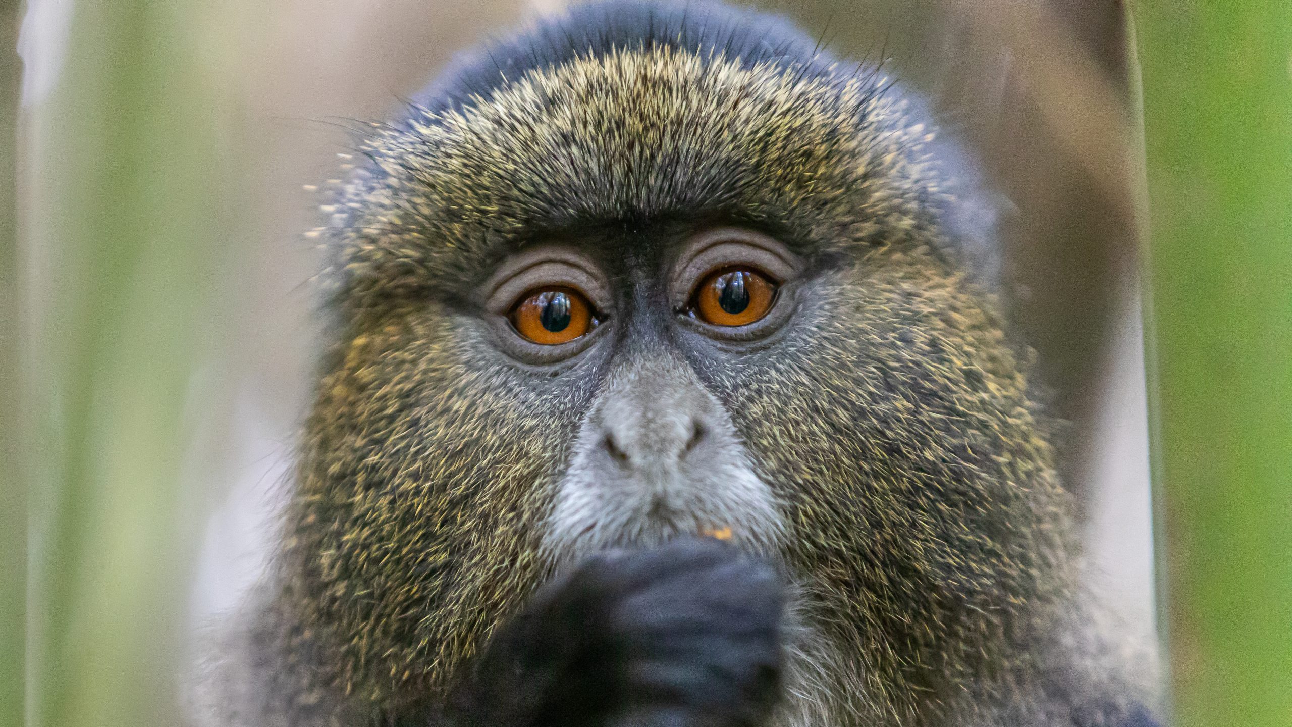 10-Days Rwanda Birding and Gorilla
