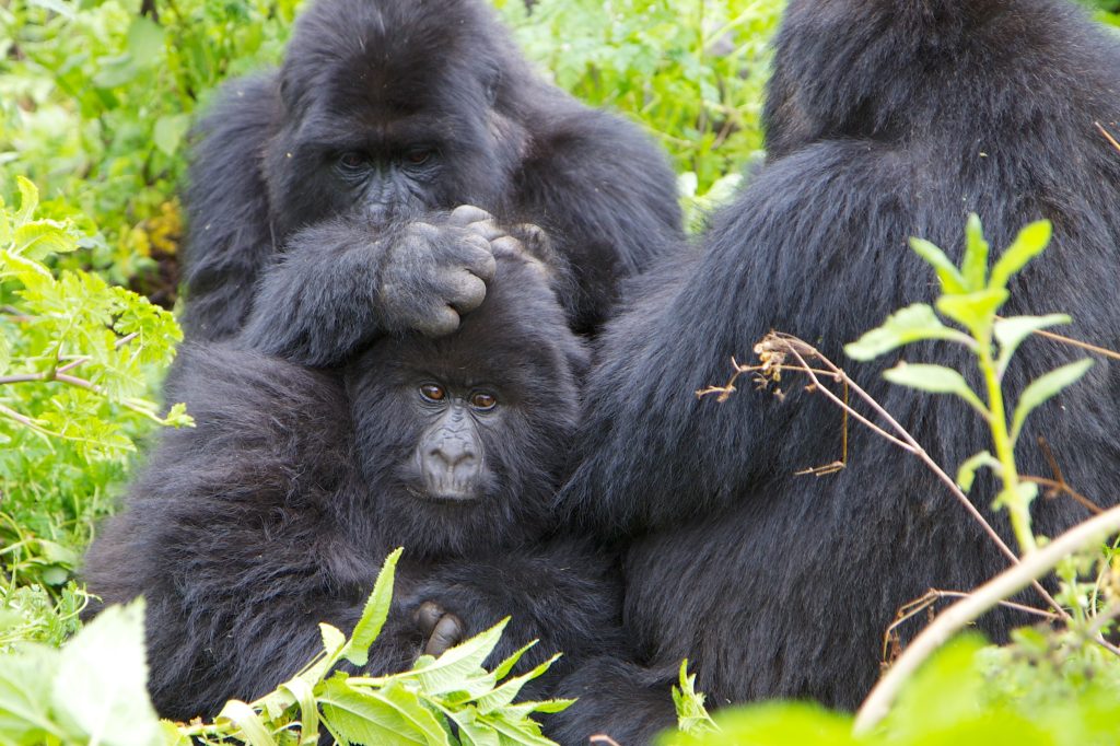 Ruhiija ‘NECK’ birding and transfer to Buhoma sector of Bwindi impenetrable National park.