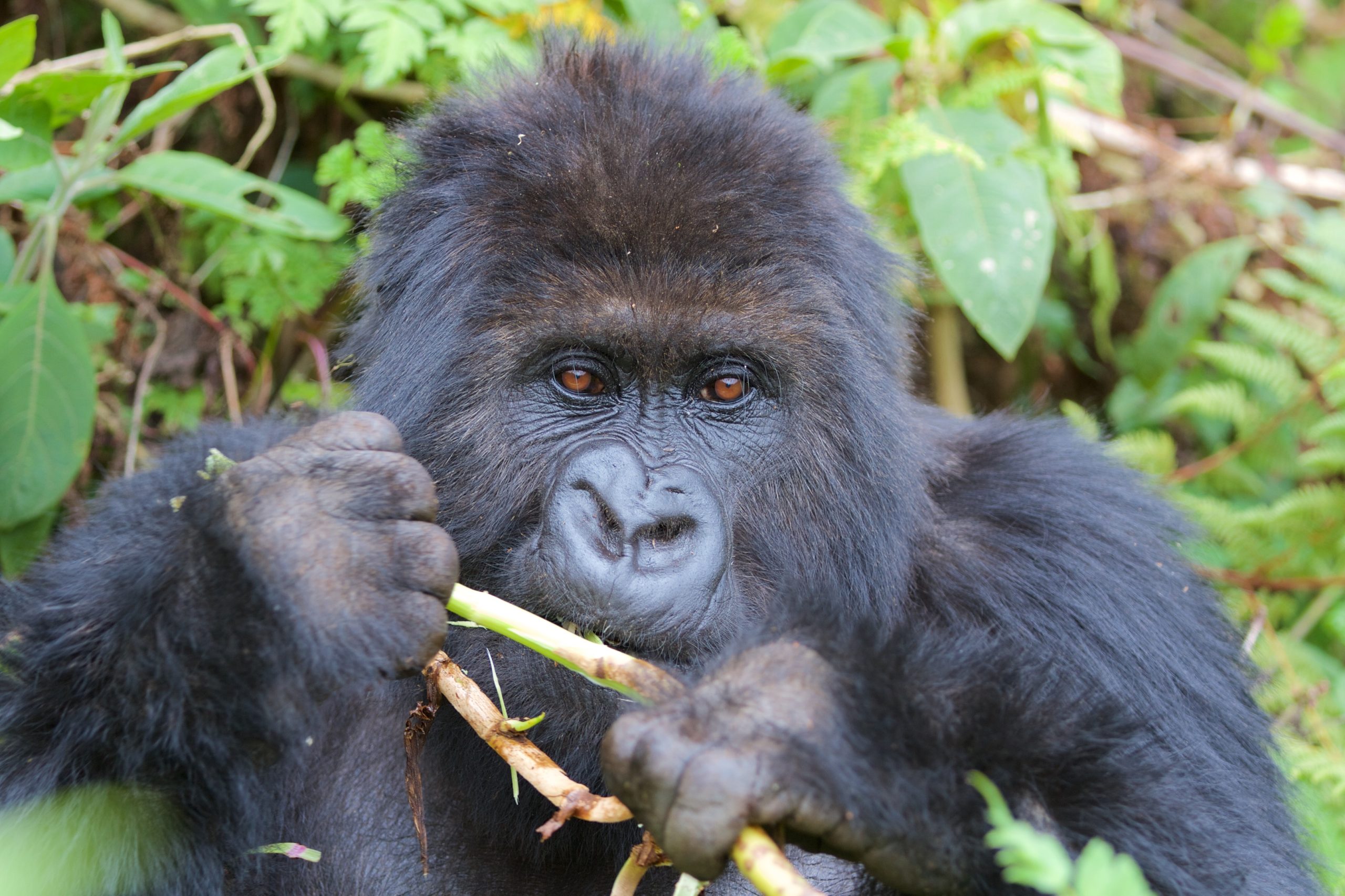 10-Days Rwanda Birding and Gorilla