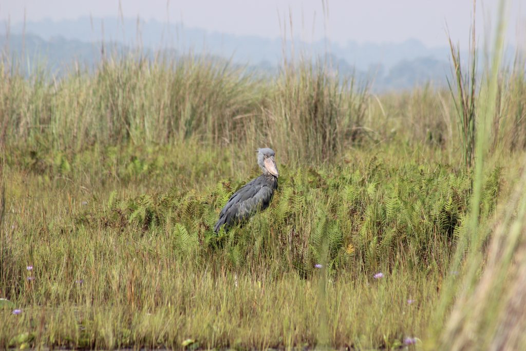 Birding to the Delta Point & Transfer to Masindi