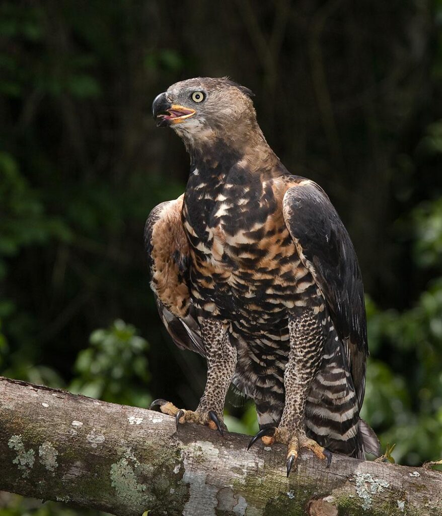 Birding to Budongo Central. forest reserve