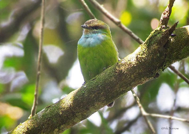 Whole day birding on the main trail to Mubwindi swamp