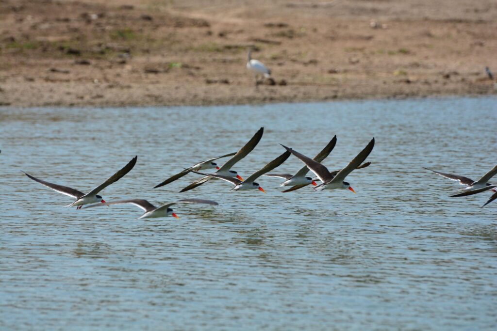 Birding to Queen Elizabeth National Park