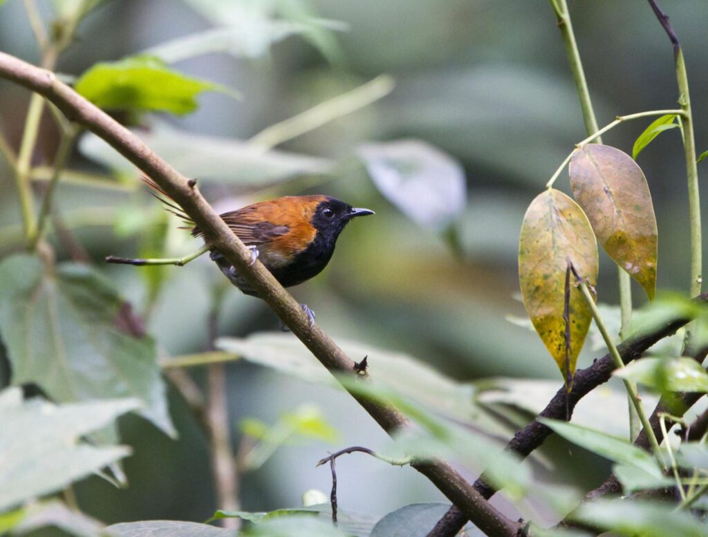 Birding in the forest in the morning