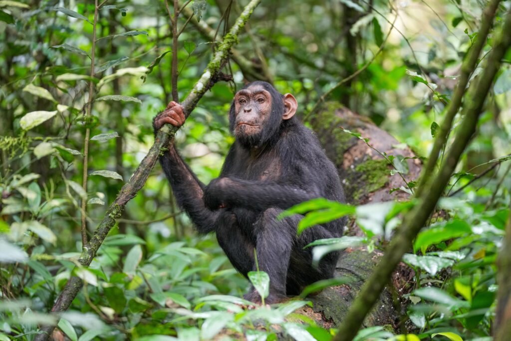 transfer to kibale chimpanzee forest