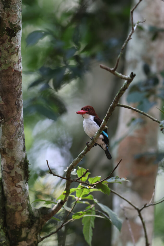 Budongo Forest – The Royal Mile