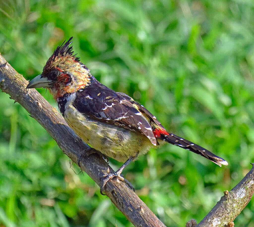 Birding in Lake Mburo National Park