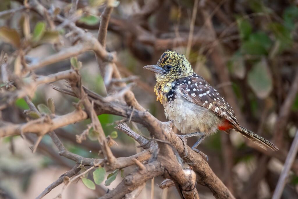 Travel while birding to Kotido Town.