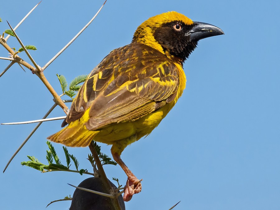 Birding in Pian Upe Wildlife Reserve