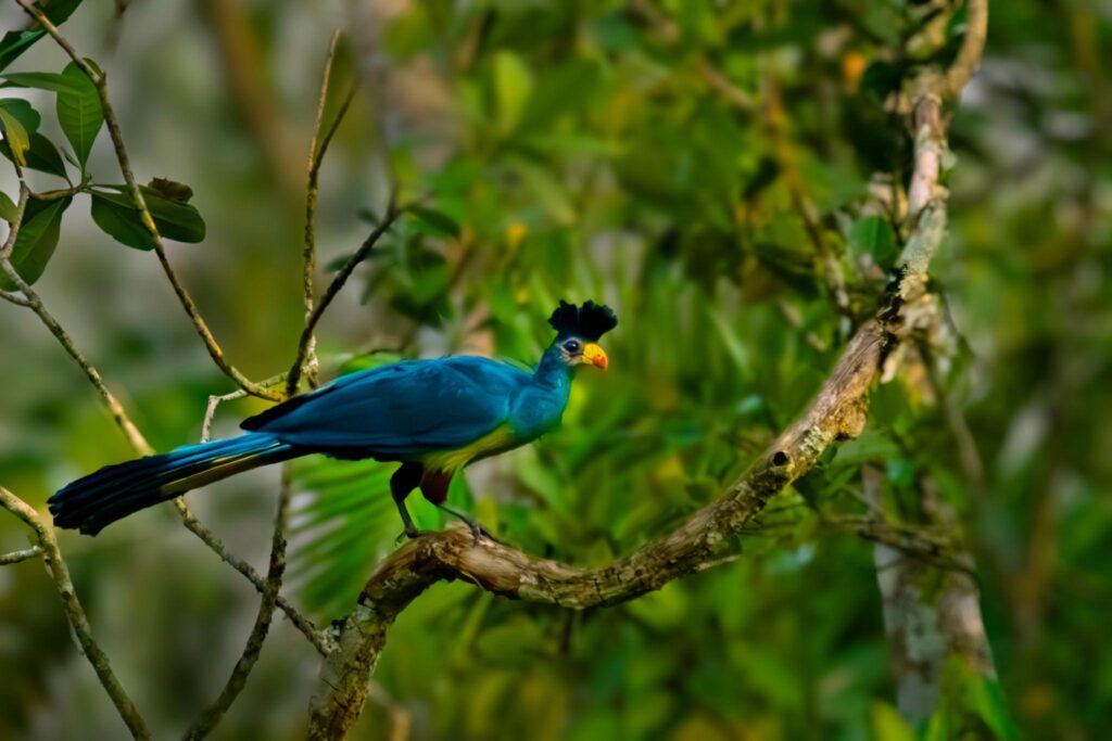 Arrival – Entebbe Botanical Gardens