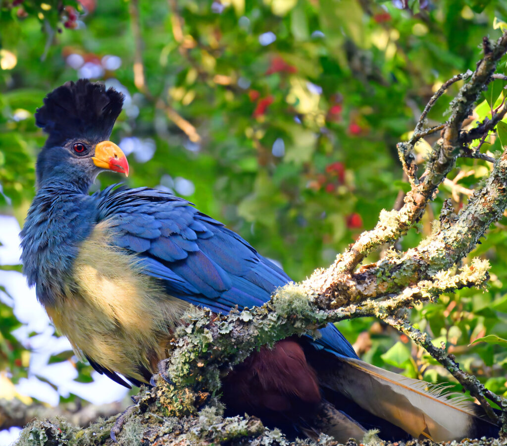 Entebbe Botanical Gardens and Transfer to Mabira Forest