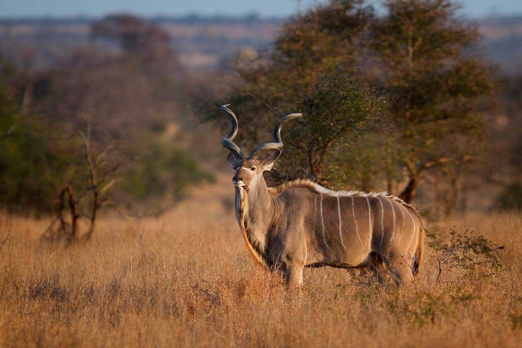Transfer to Kidepo Valley National Park and Evening Birding