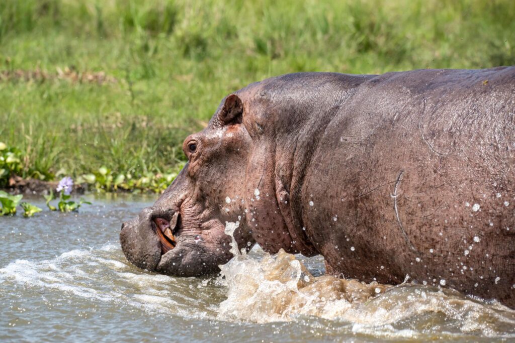 Birding to Murchison Falls National Park through Masindi