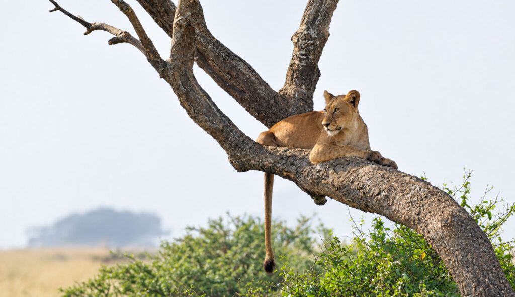 Queen Elizabeth National Park – Game Drive And Kazinga Channel Boat Tour