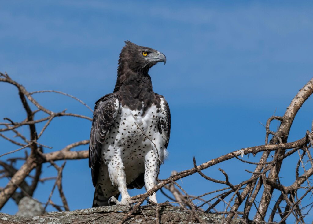 Birding in Queen Elizabeth National Park