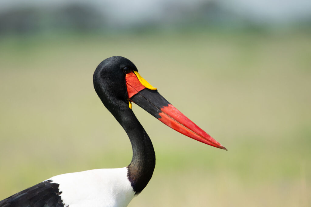 Full-Day Birding in Mabira Forest