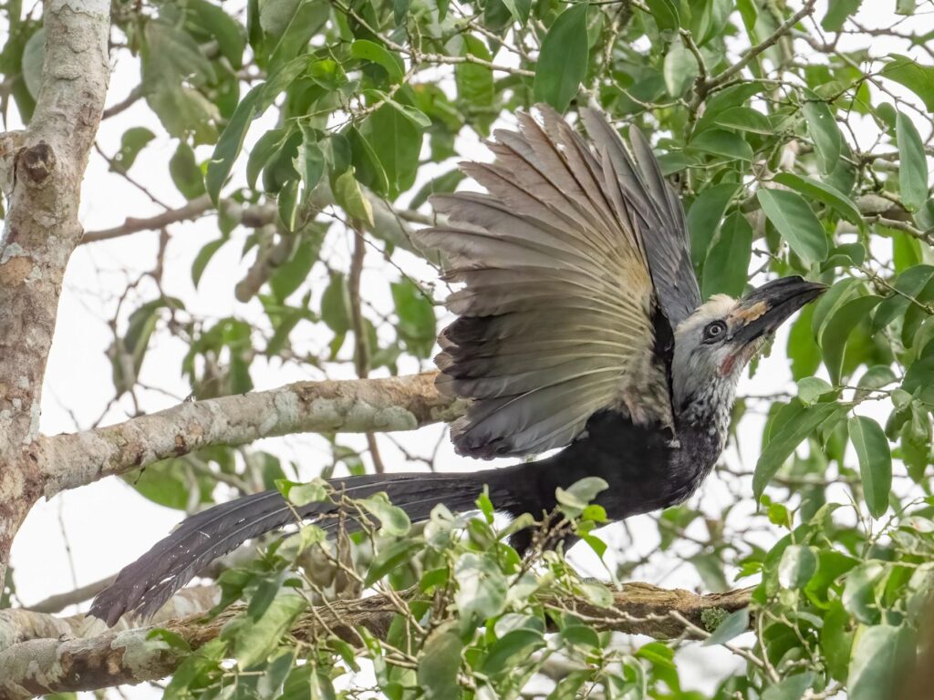 Birding at Semuliki National Park