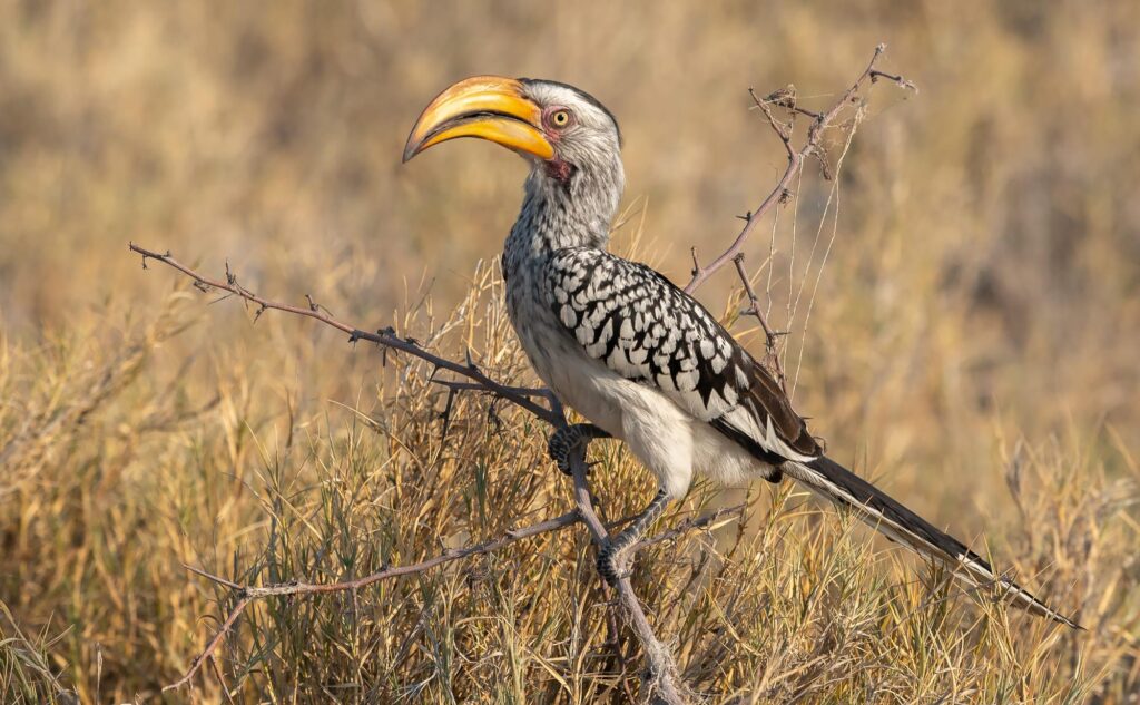 Birding in Matheneko Game Reserve