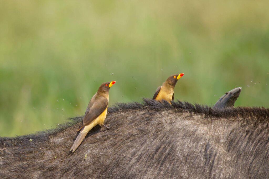 Birding at Kidepo Valley National Park