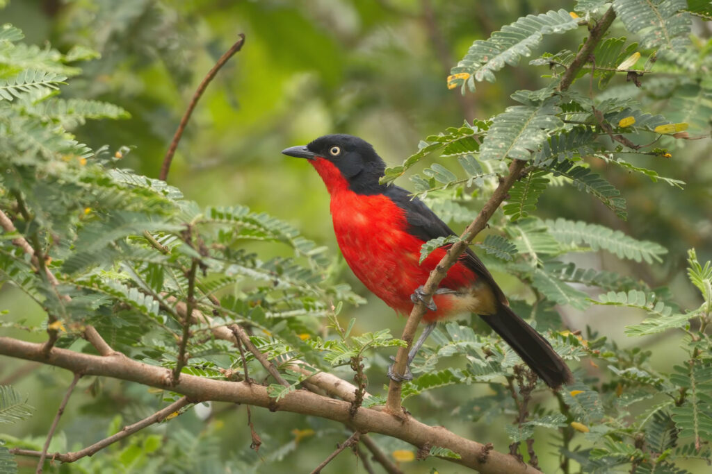 Whole day birding in Queen Elizabeth National Park, Morning game drive and late afternoon boat cruise along Kazinga Channel