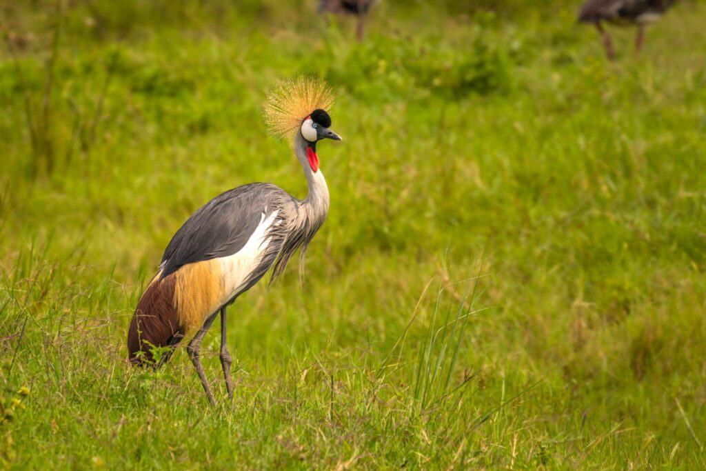 Birding to Lake Mburo National Park