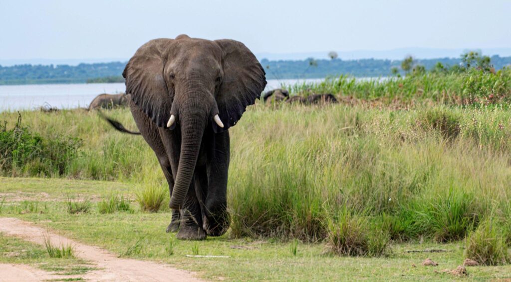 Whole day birding in Murchison Falls National Park