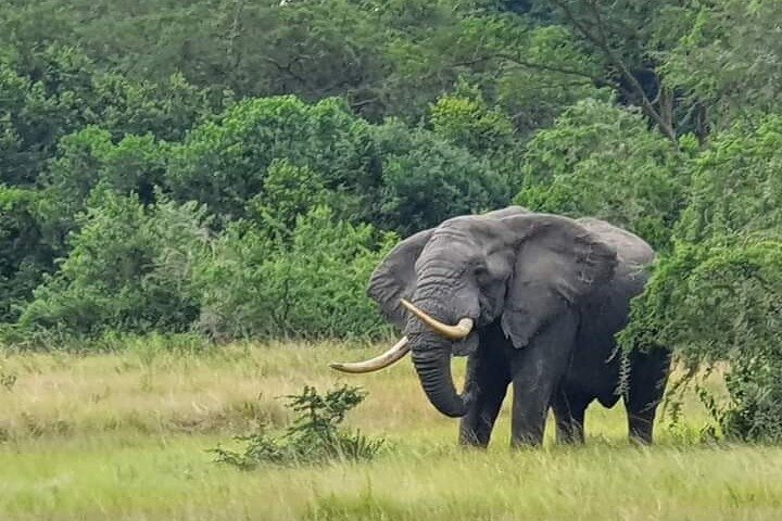 Birding in Murchison Falls National Park