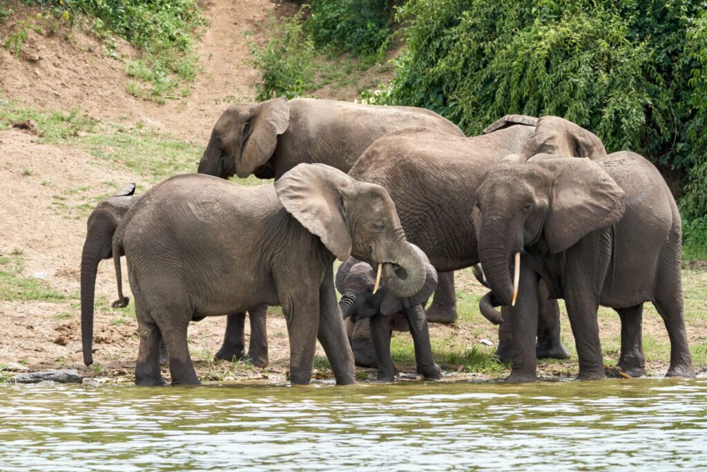 Whole day birding and wildlife photography in Queen Elizabeth National Park