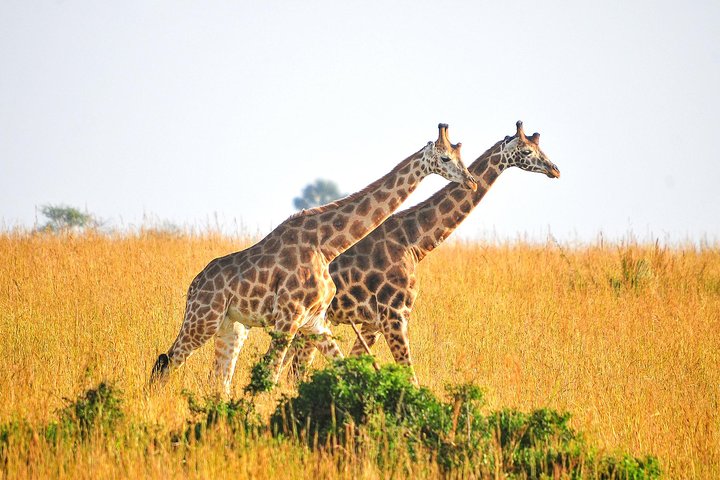 Birding and wildlife photography tour to Murchison Falls National Park