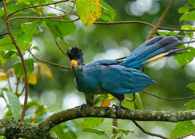 Whole day birding in the Royal Mile - Budongo Central forest reserve