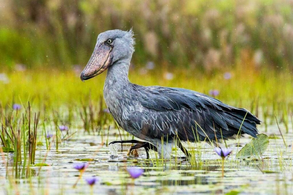 Mabamba Wetland & Transfer to Lake Mburo