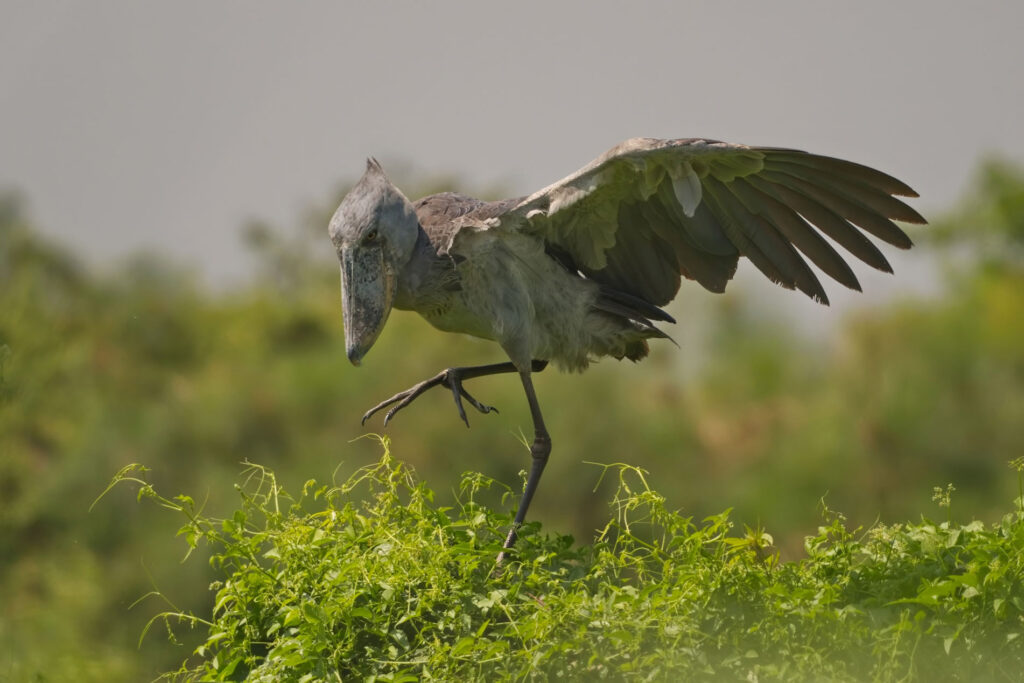 Birding to the Delta Point and Transfer to Masindi
