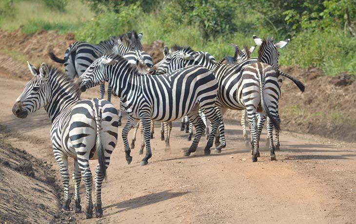 Early birding and afternoon boat cruise in Lake Mburo National Park