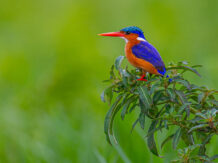 {{brizy_dc_image_alt entityId=